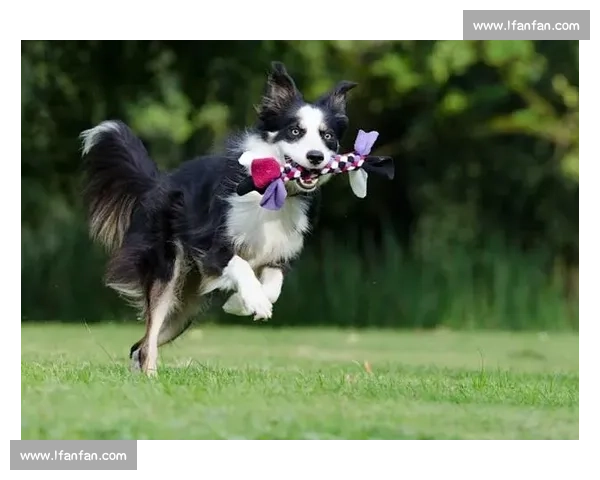 边牧竞技盛宴：挑战速度与智慧的极限，见证狗狗超凡表现